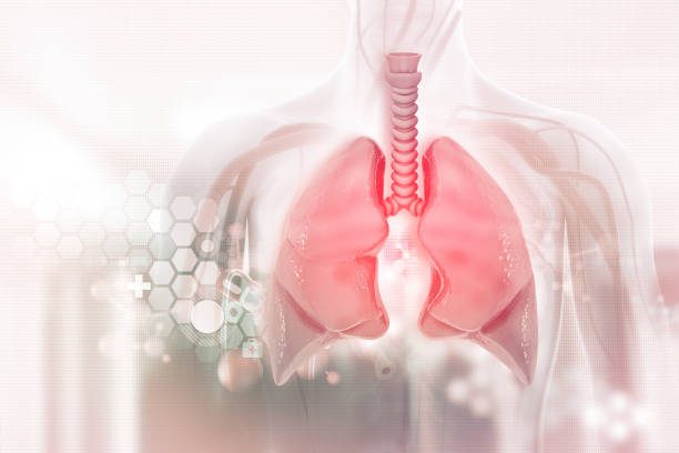 Image 3D représantant le système respiratoir
